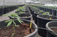 Investigación sobre cannabis medicinal: “hay que valorizar las capacidades que hay en Argentina”