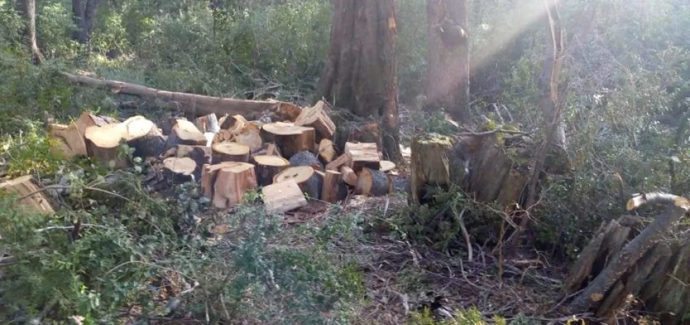 Detectan una tala ilegal en Circuito Chico