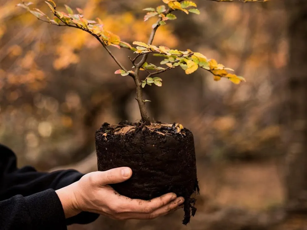 Plantarán 200 árboles nativos e instalarán  100 ecoceniceros