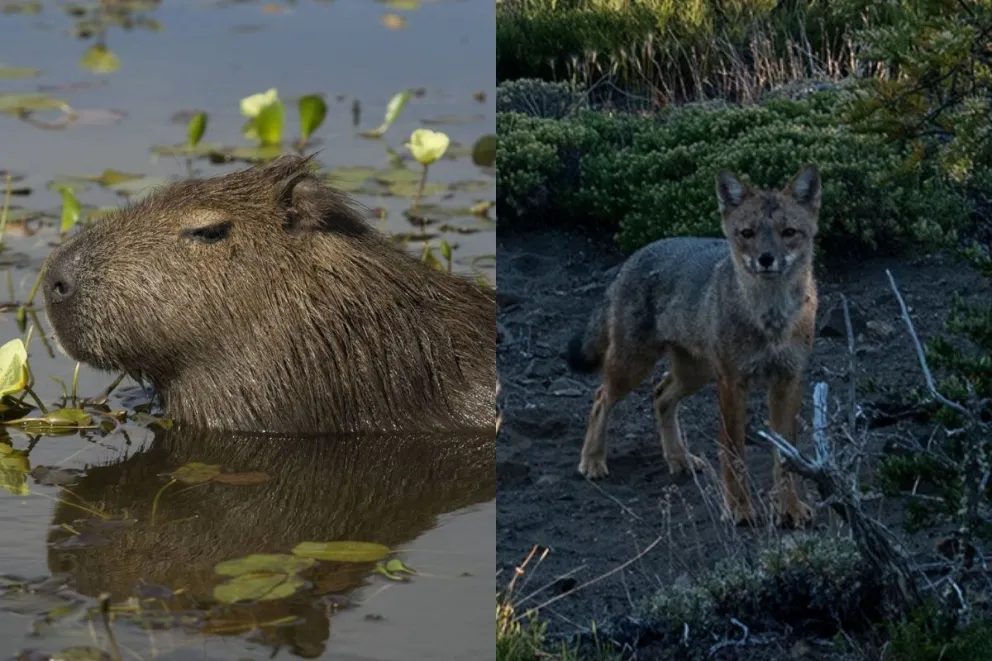 Los carpinchos de Nordelta vs. los zorros del Nahuel Huapi