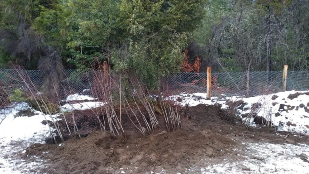 Realizarán una plantación de especies nativas en el oeste