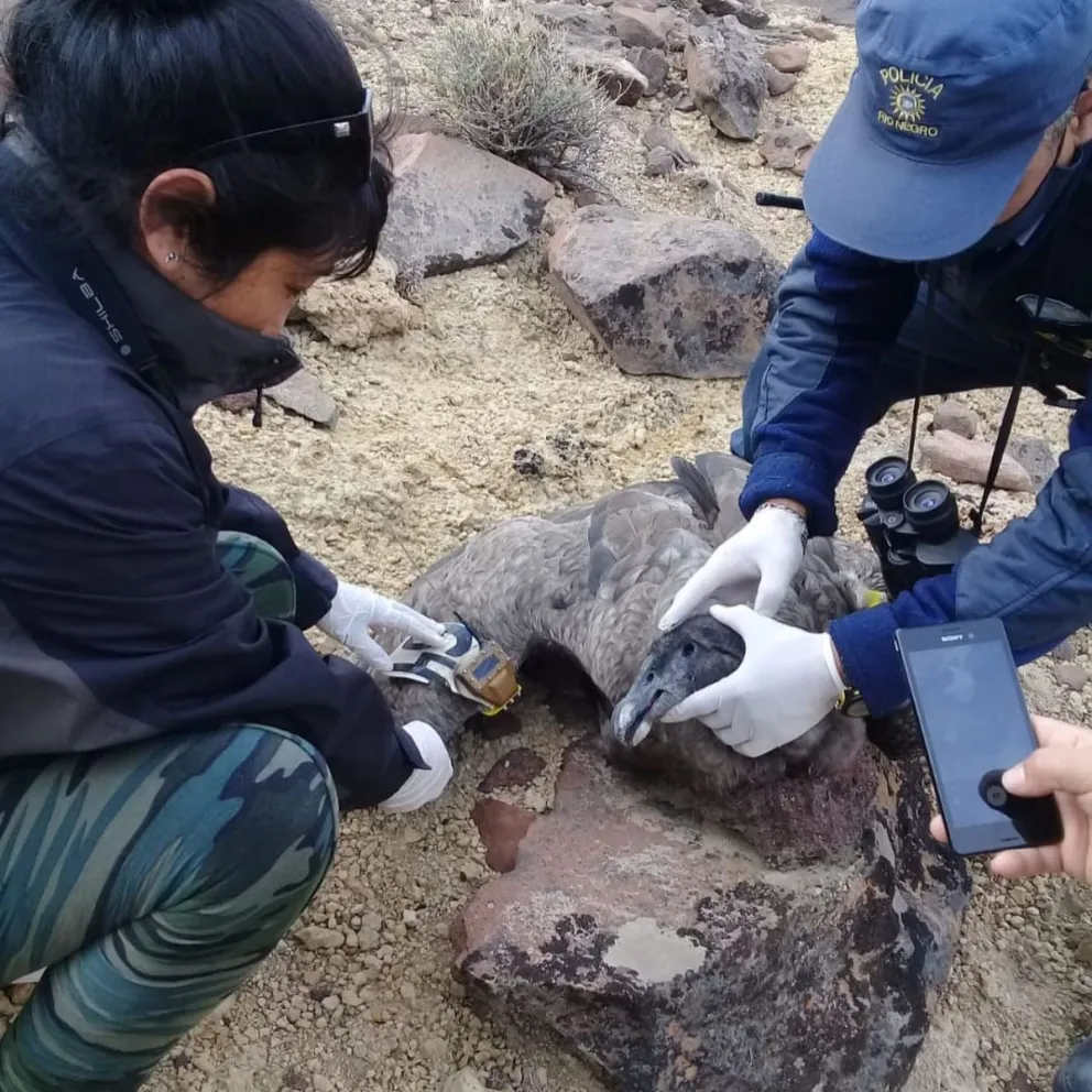 "El uso de cebos tóxicos es extremadamente perjudicial para todo el ecosistema"