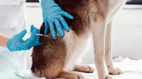 Nueve veterinarias barilochenses se suman a la campaña antirrábica