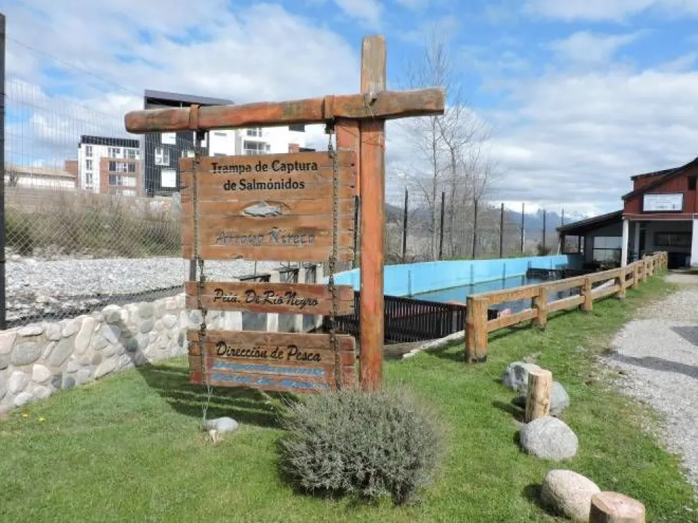 Denuncia por robo de truchas en el Ñireco