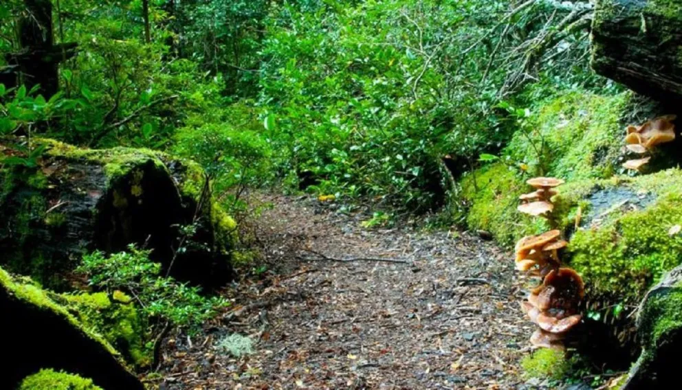 Un coihue de 500 años