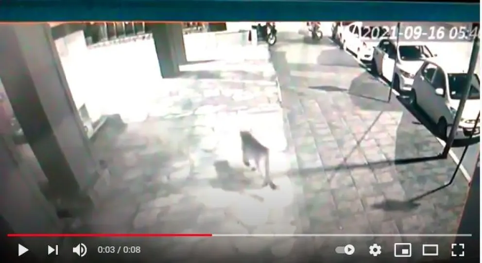 Cámaras de seguridad captaron puma en pleno centro 
