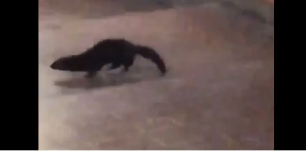 A la mañana un puma, a la tarde un visón