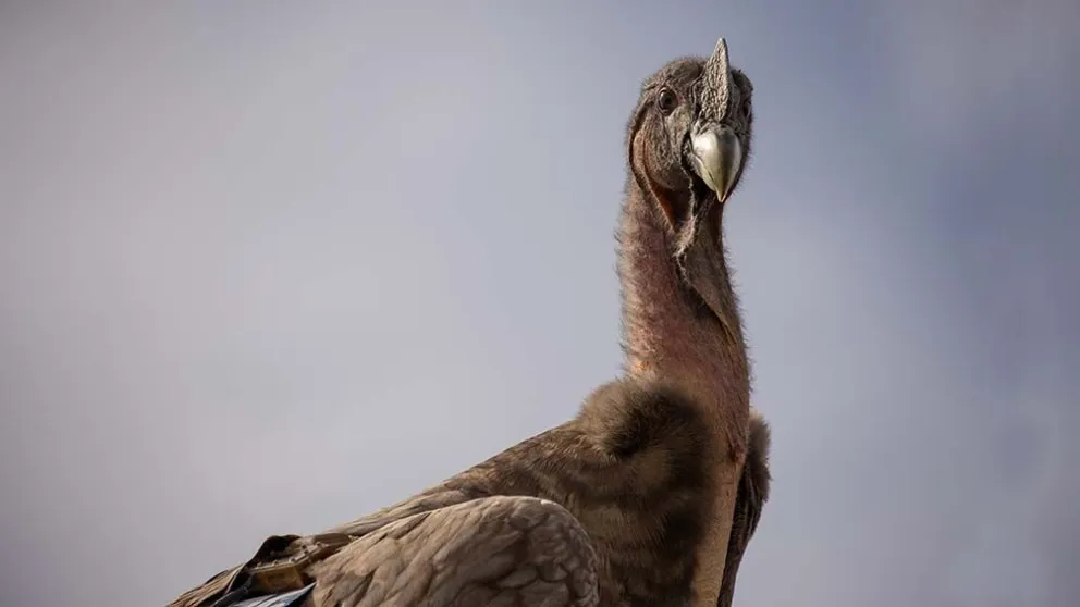 Fueron liberadas siete crías de cóndores en Río Negro