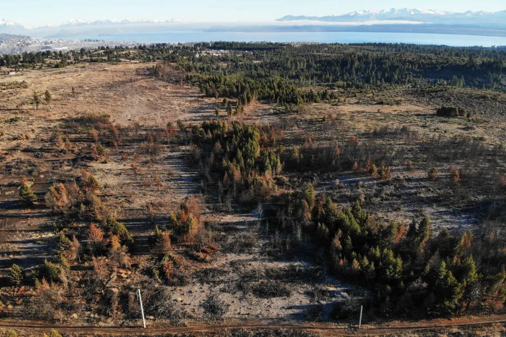 El impacto de la deforestación en el cambio climático