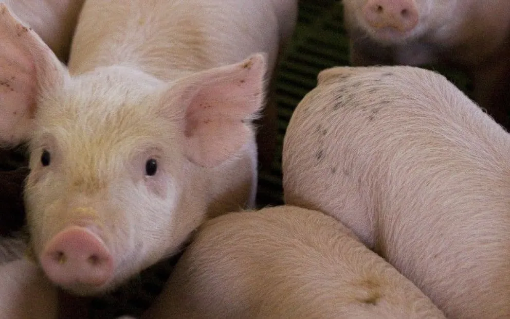 Triquinosis: advierten por los riesgos de consumir carne sin control veterinario