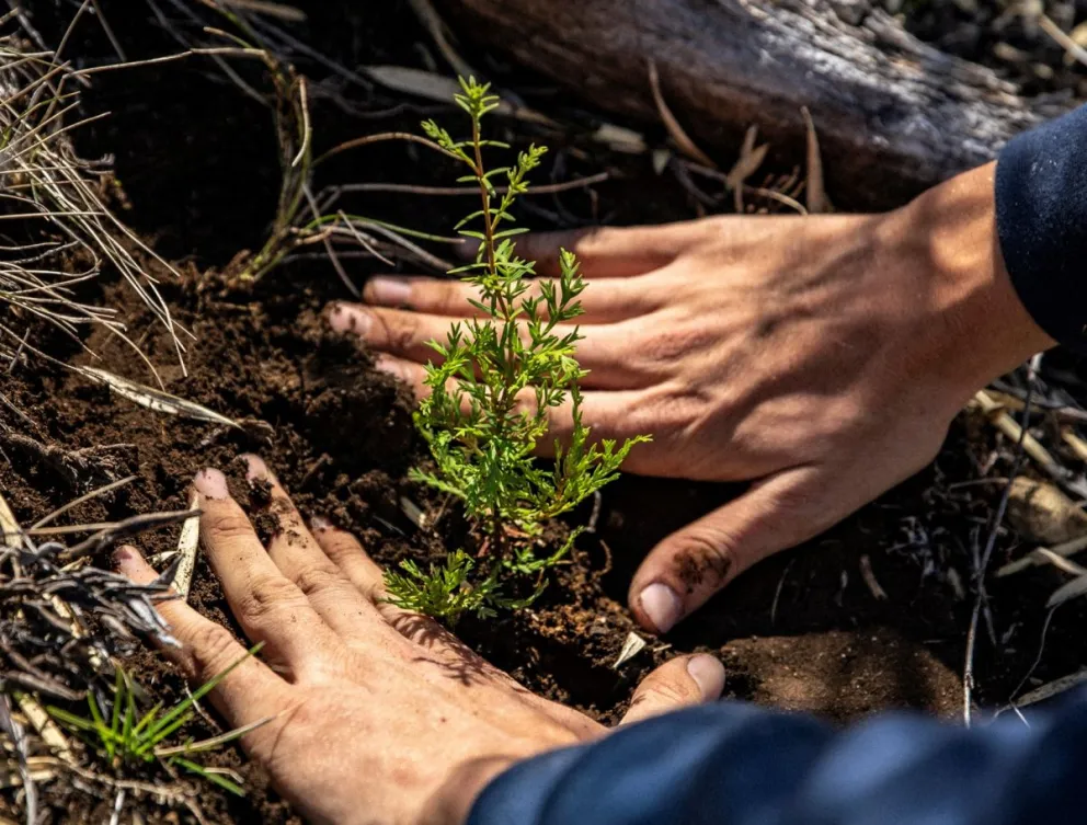 Cerveza Patagonia junto a Trown realizaron una reforestación en Bariloche