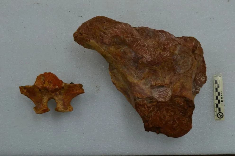 Descubren en Río Negro nuevos restos de dinosaurios de más de 70 millones de años