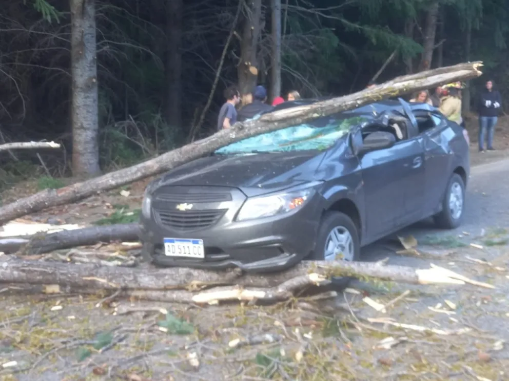 Un árbol cayó sobre un vehículo y se salvaron de milagro