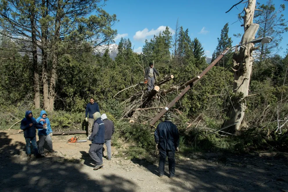 El árbol que cayó sobre el rodado se encontraba en la vereda, dominio del municipio. Foto: ILUSTRATIVA Marcelo Martínez.