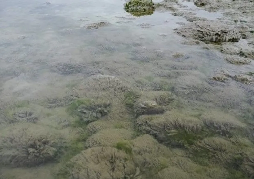 Investigan avance del alga invasora que amenaza en la región