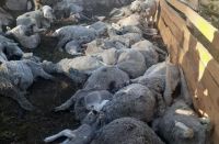 Denuncian una matanza de ovejas en Pichi Leufu Abajo