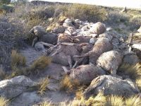 Matanza de ovejas: “Dejan a los perros sin comida, se van y estos hacen desastres”