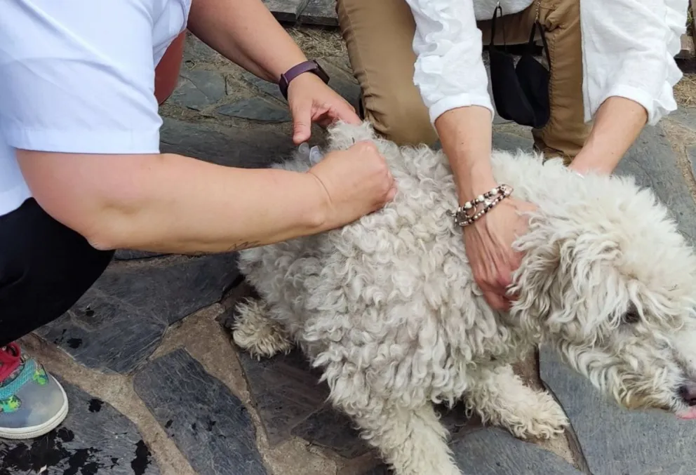 Vacunaron a las mascotas del barrio donde apareció el murciélago con rabia