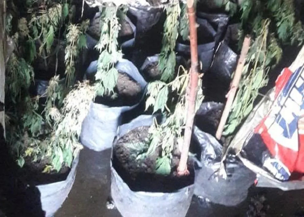 Bomberos combatieron un incendio y se encontraron con 60 plantas de cannabis
