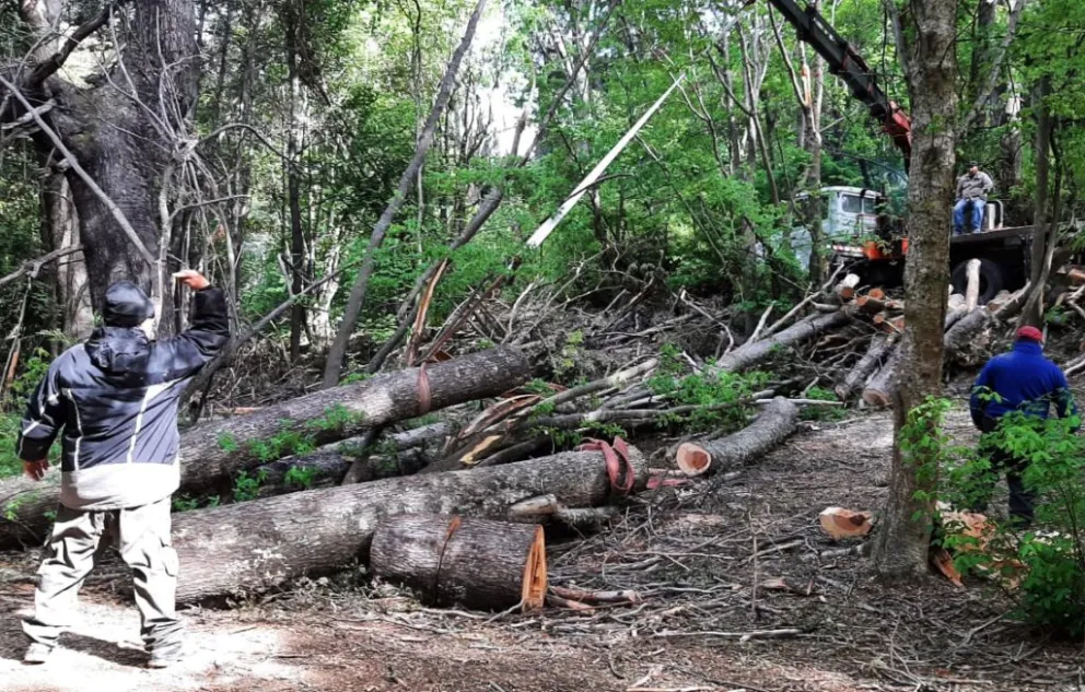 Realizaron un operativo forestal en el Parque Municipal Llao Llao