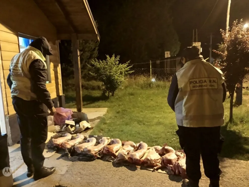 Llevaban 10 chivos faenados y transportados de manera irregular