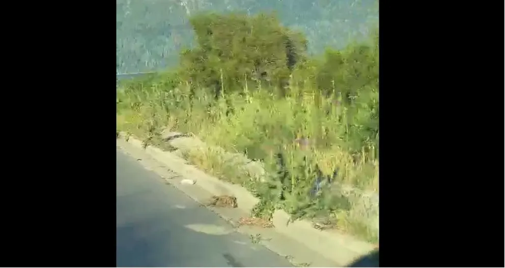 Los yuyos se “comieron” la vereda