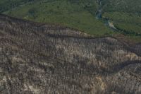 Los cinco factores que pueden definir la recuperación de los bosques incendiados