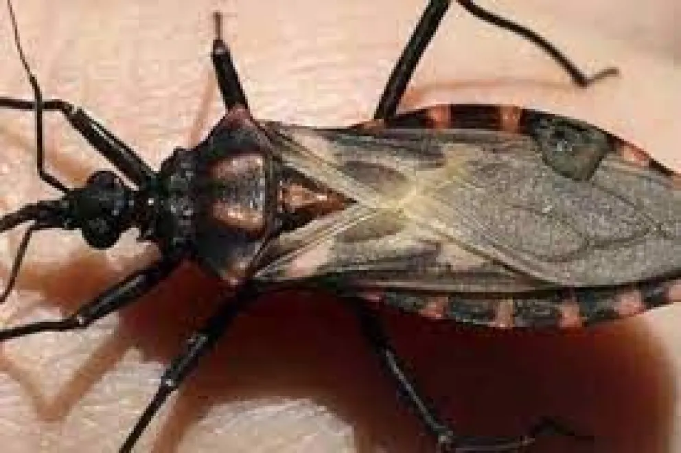 ¿Cómo detectar si es una vinchuca?