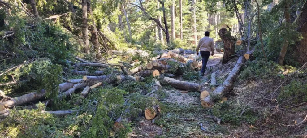 Denuncian tala ilegal y venta no permitida de terrenos en Brazo Rincón
