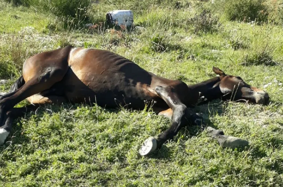 Vecinos encontraron un caballo mal herido abandonado
