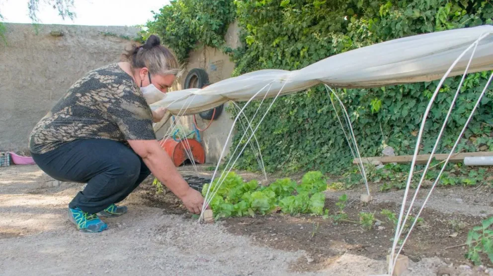 Río Negro va camino a los 1000 invernaderos familiares