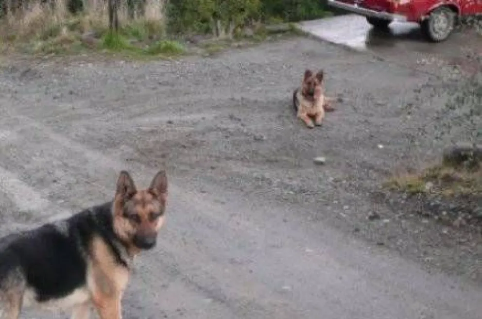 Cómo cuidar las mascotas durante emergencia volcánica