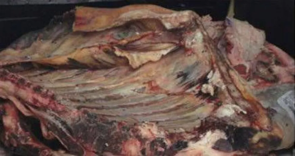 Decomisan 550 kilos de carne faenada clandestinamente