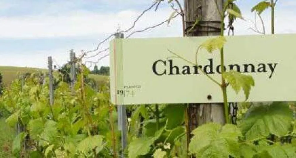 Chardonnay, o “la puerta de Dios”