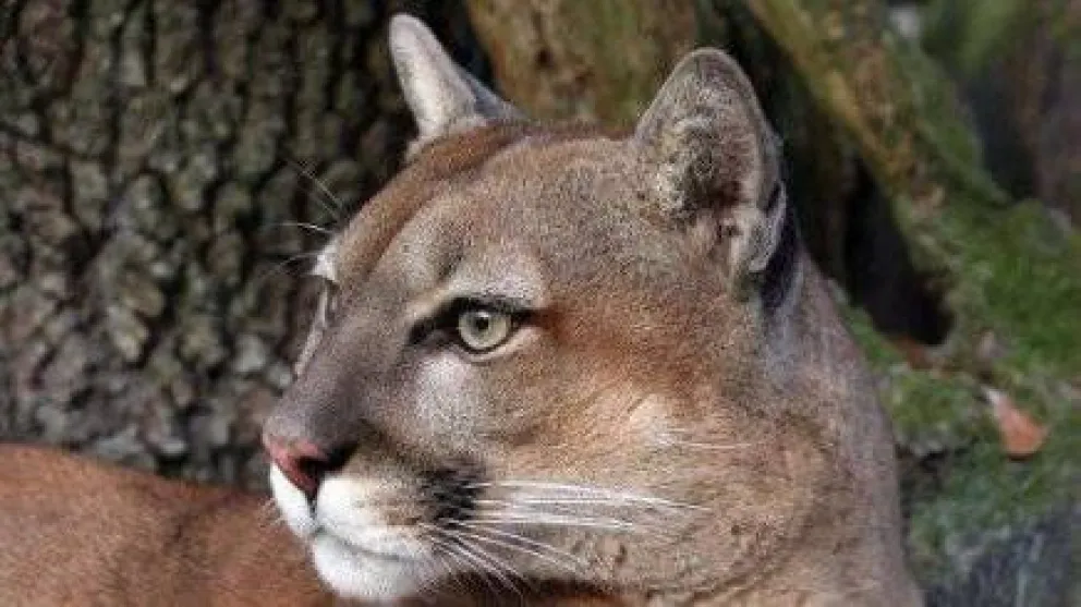 Críticas de científicos al impulso a la caza de pumas