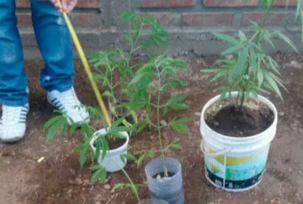 Secuestran marihuana en operativo por violencia familiar