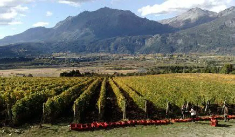 La vitivinicultura se expande en la Patagonia