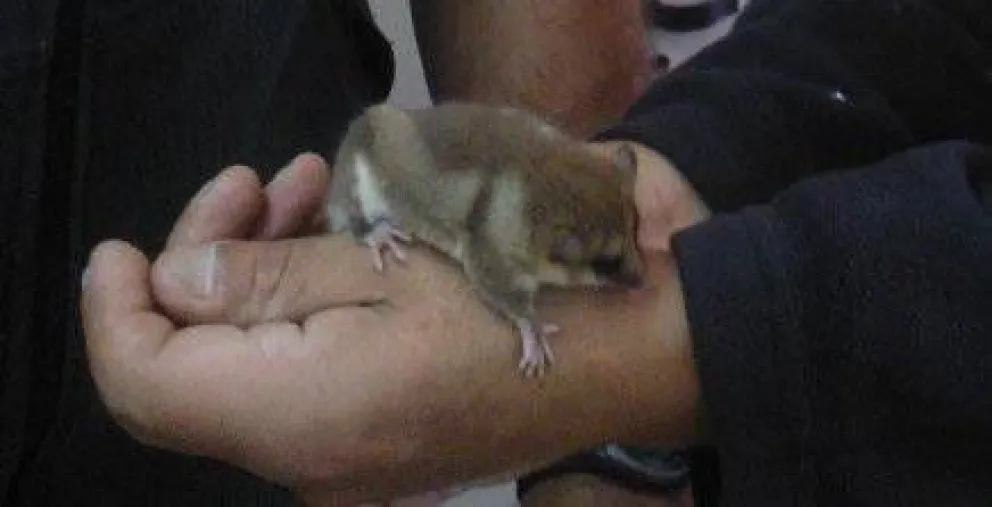 Encuentran un “monito del monte” en el Catedral