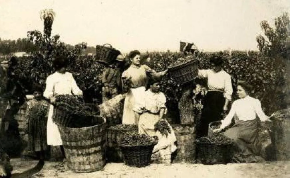 ¿Cómo comenzó la vitivinicultura en Argentina?