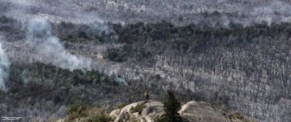 Llevará 100 años la recuperación de los bosques después del fuego