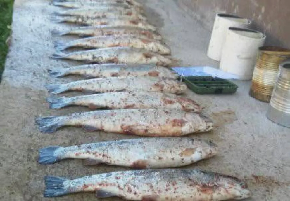 Decomisan más de 240 kilos de truchas en Dina Huapi