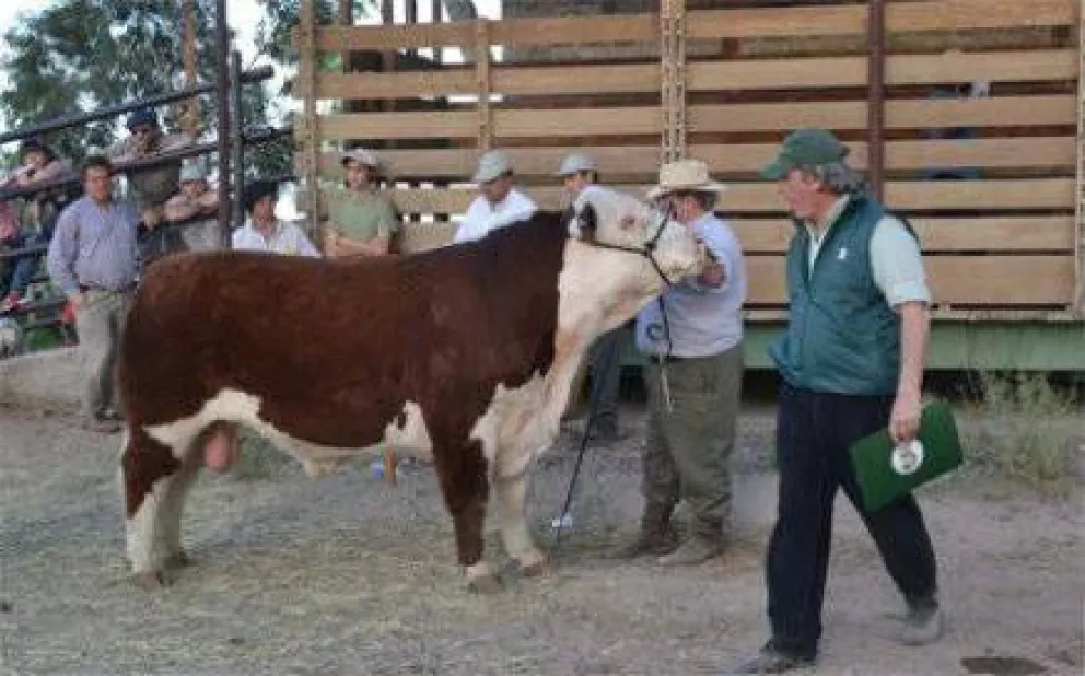 La Exposición Rural busca seguir creciendo
