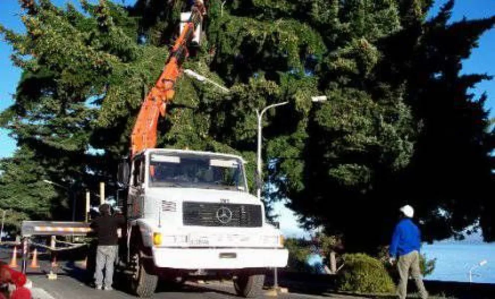 Poda preventiva de pinos en La Costanera
