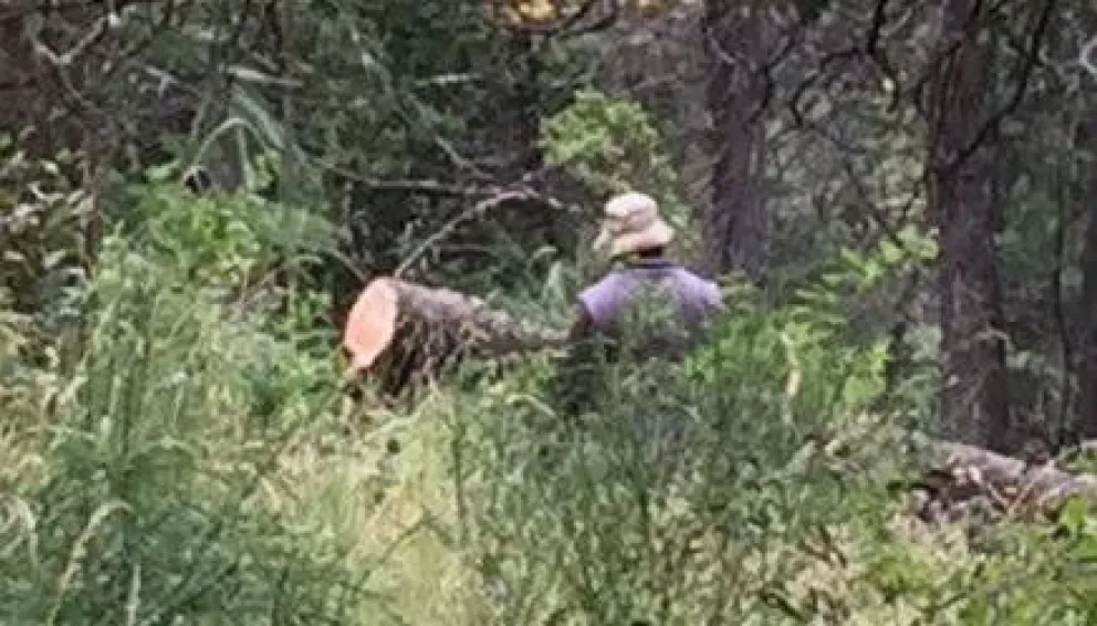 Denuncian que continúa polémica tala en el oeste