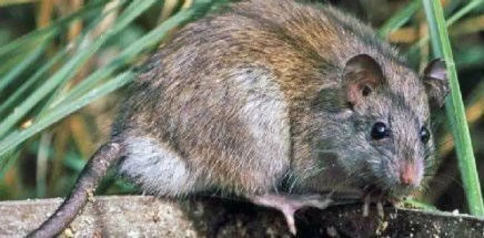 Medidas para prevenir enfermedades transmitidas por roedores