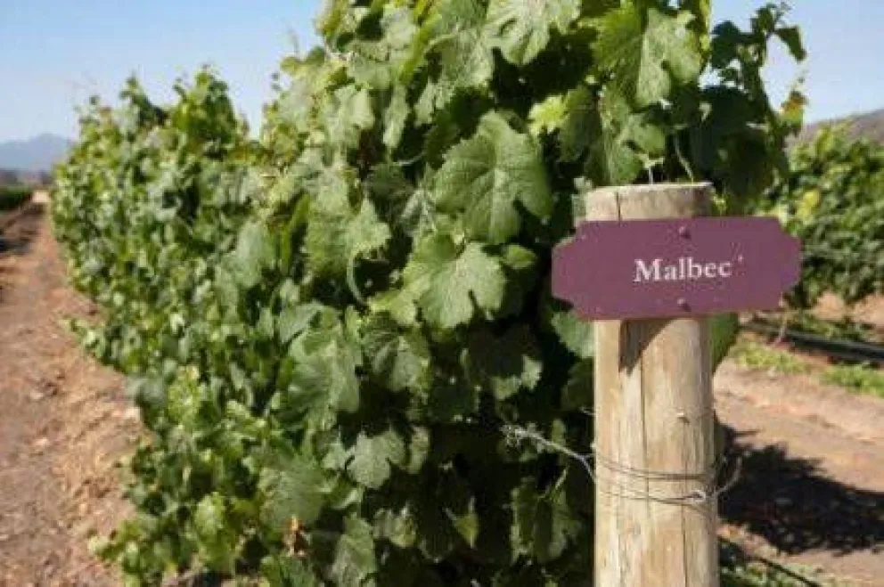 El Malbec bajo la lupa