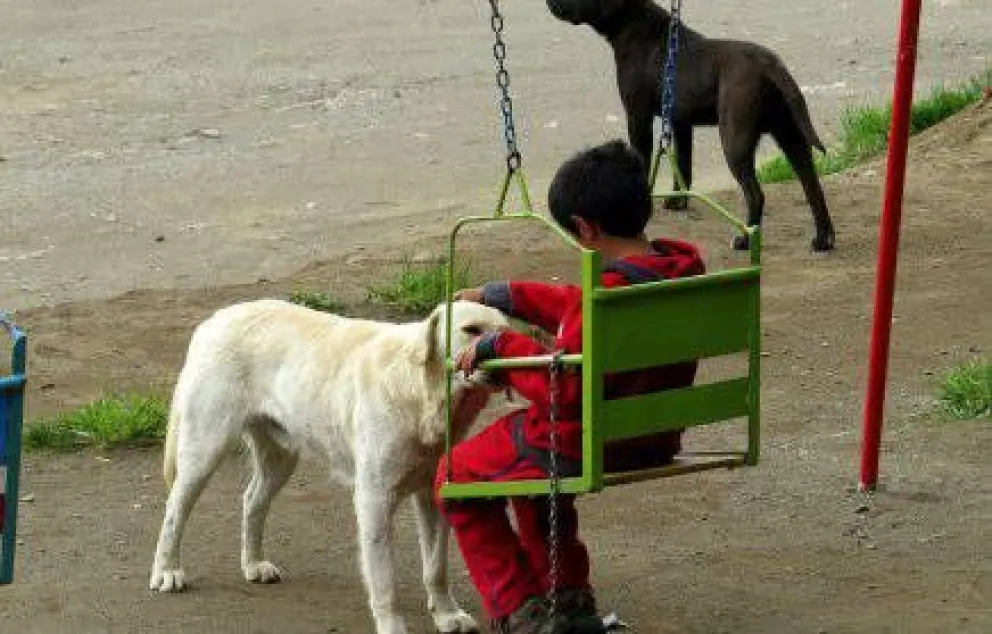 Cómo cuidar a las mascotas en Navidad y Año Nuevo