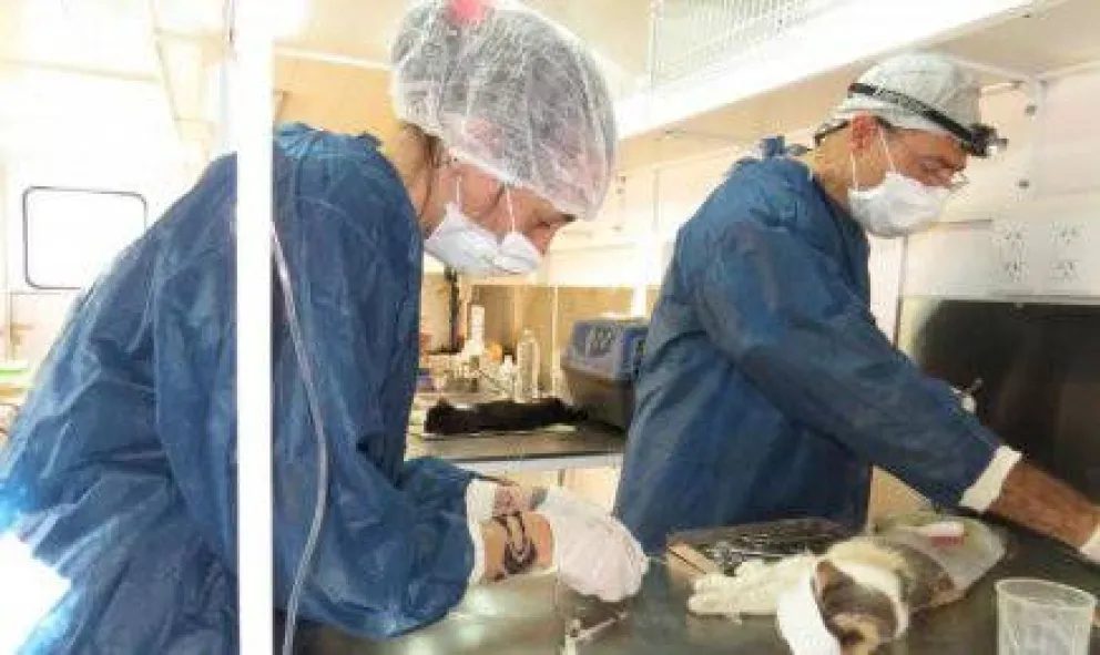 Municipio realizó más de cuatro mil castraciones de perros y gatos en un año