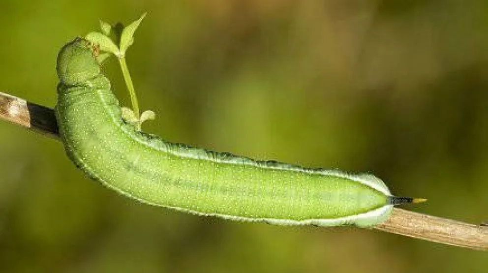 Alertan sobre plaga de orugas