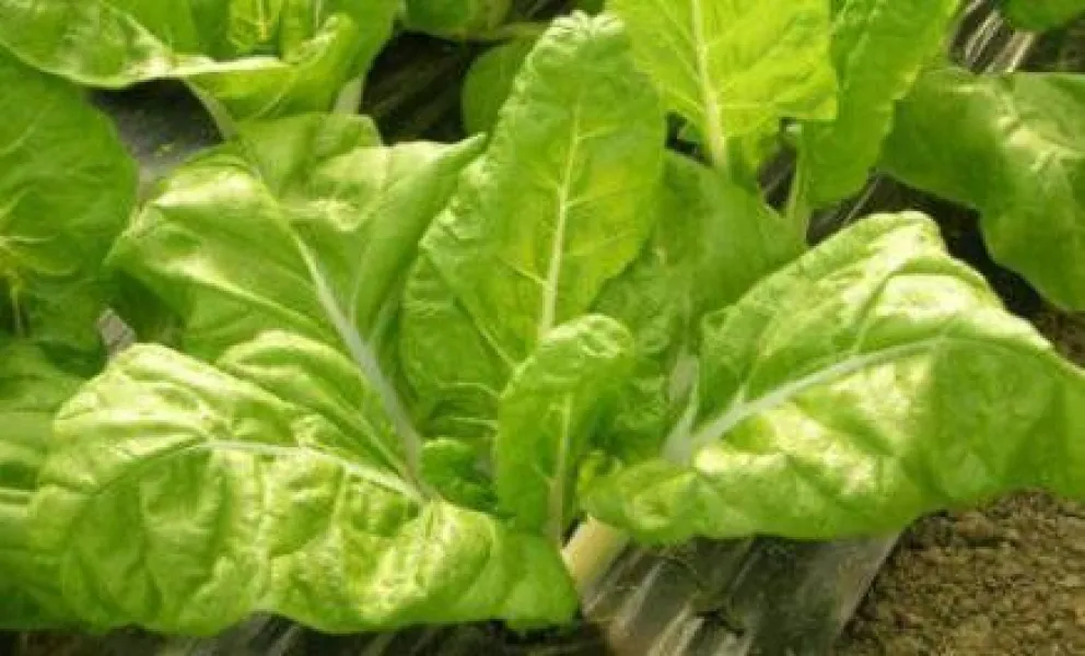 Productores mendocinos venderán mercadería a “precios justos”
